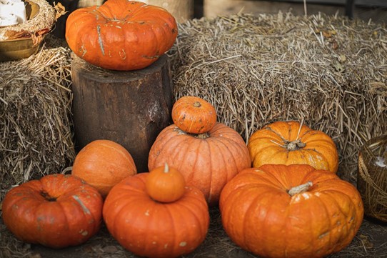 pile of orange pumpkins on a farm